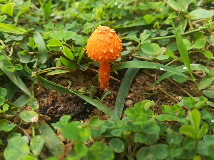 weird little one