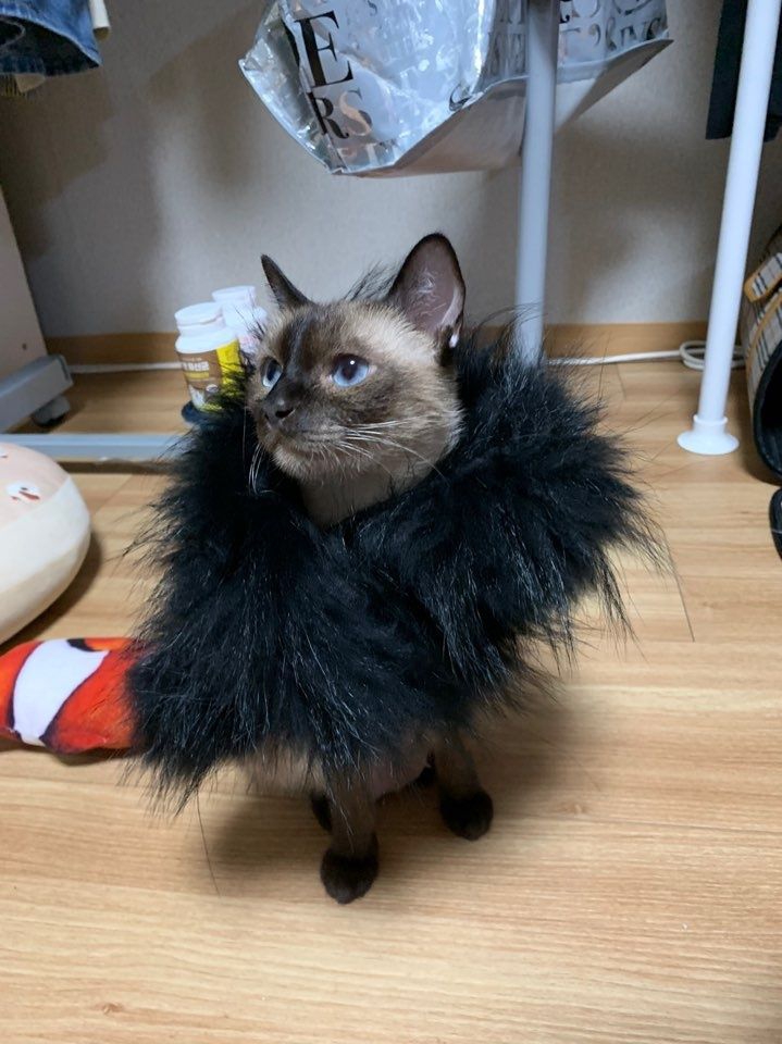 귀여운 융융이