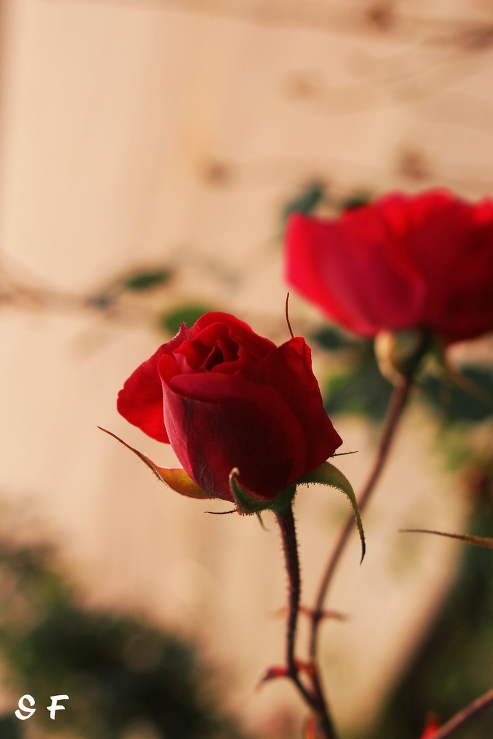 red rose