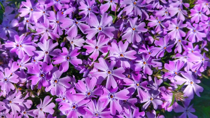 phlox