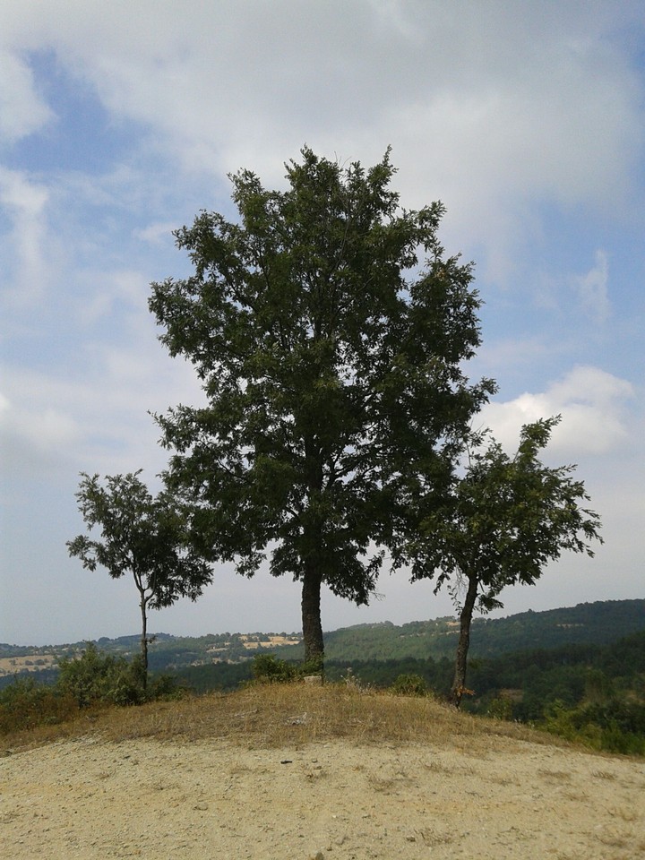 Nature