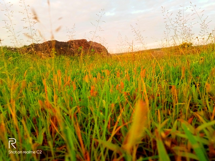 Nature