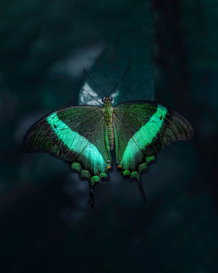 butterfly