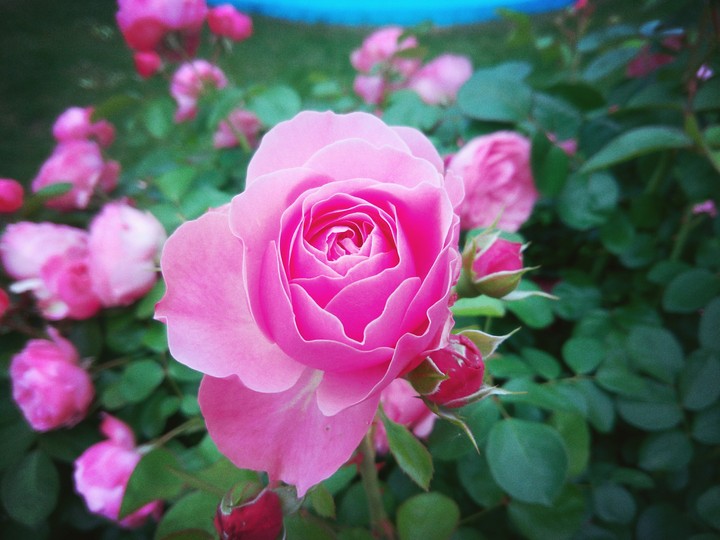 Perfect Rose