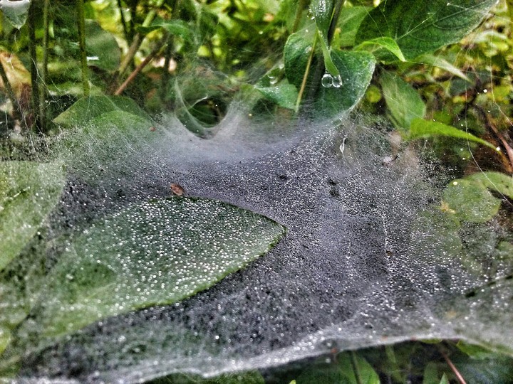 spider net