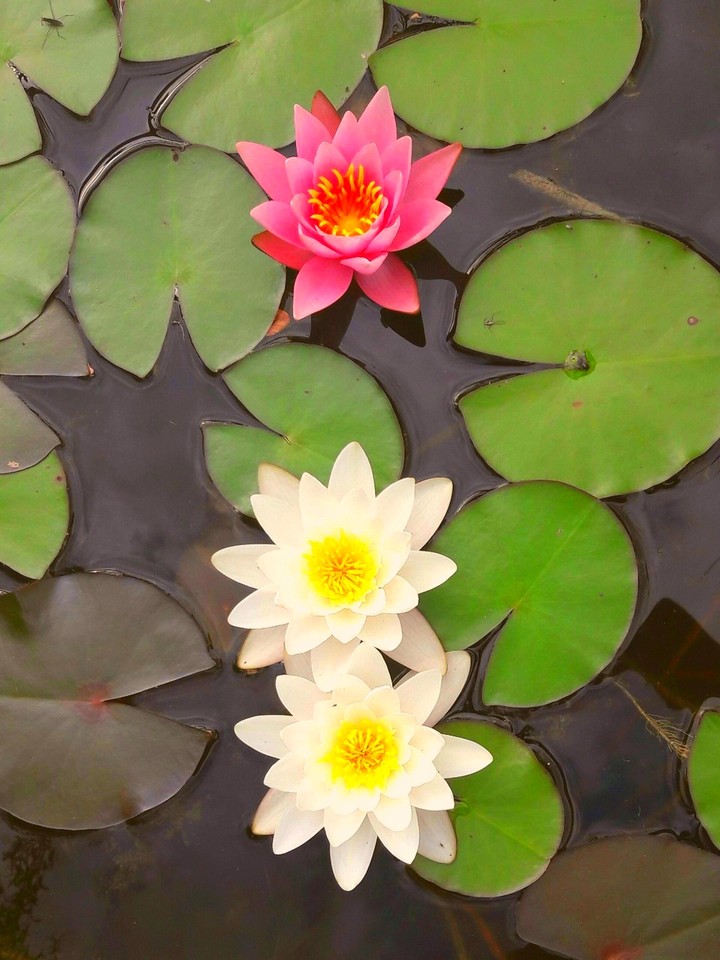 waterlilies from my water hole