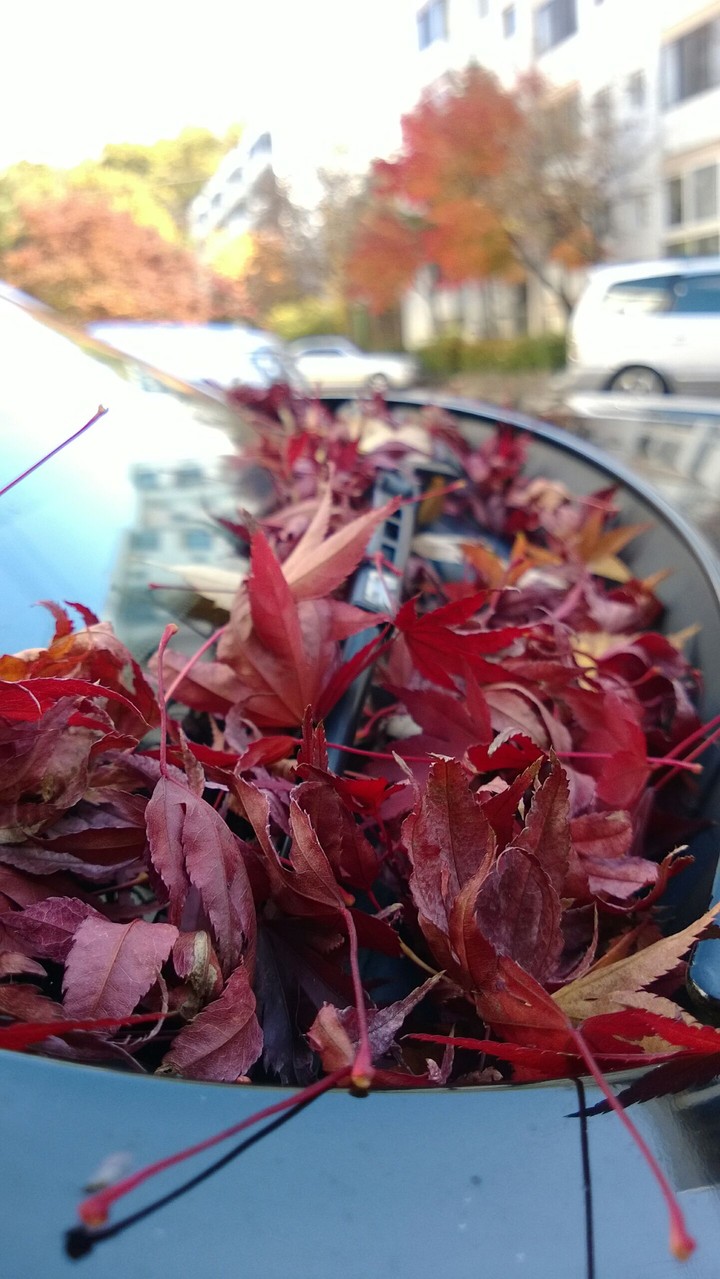 Leaves