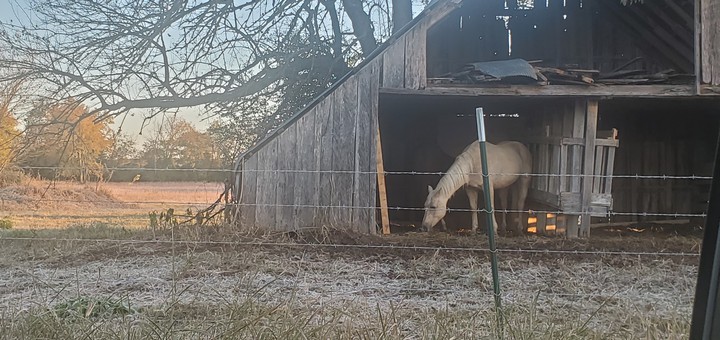 bubba