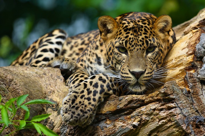 Wild Beauty