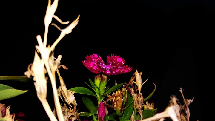 flower