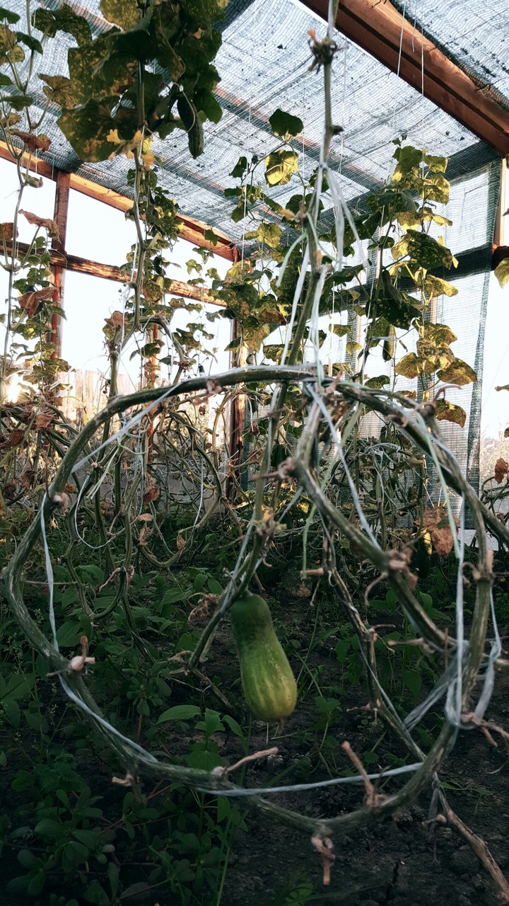 cucumber..
