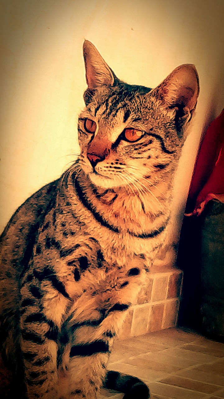 Posing Cat