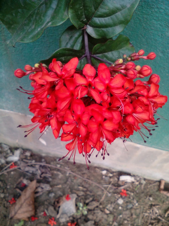 Bouquet