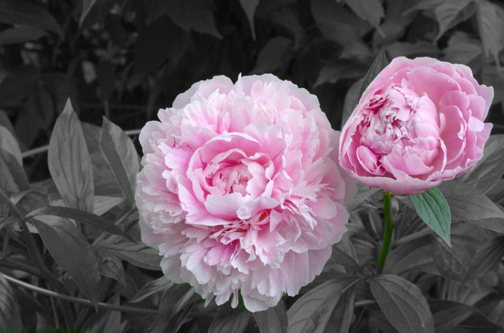 Peonies