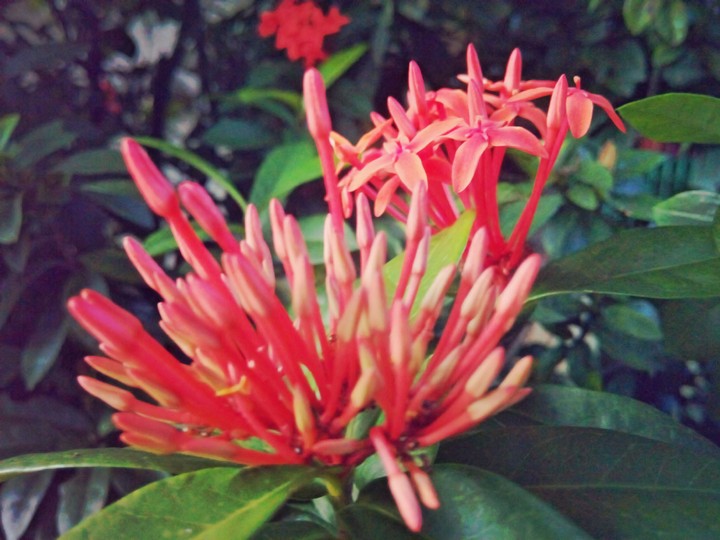 Evenging click.