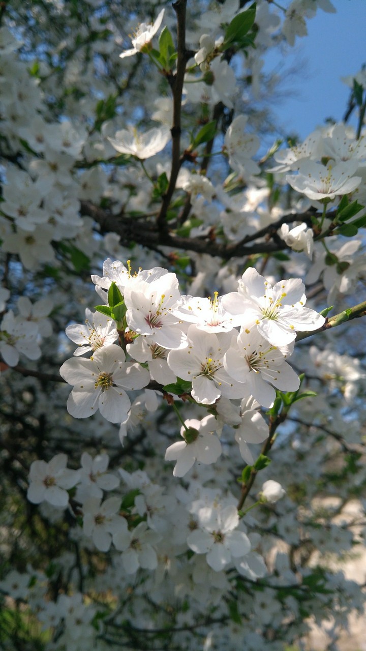 pure white