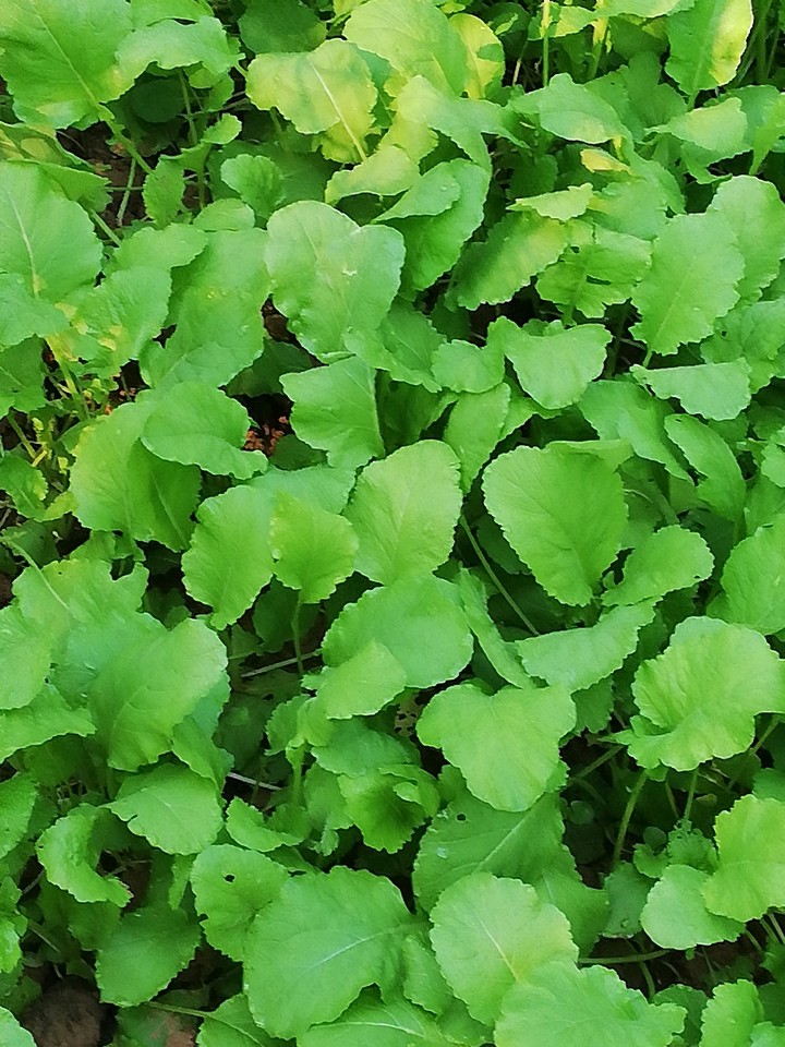 verdure