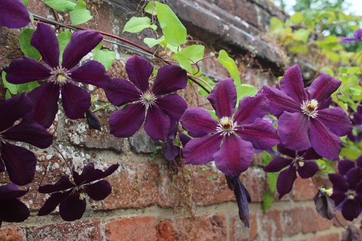 floral climb