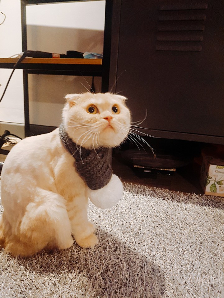 고양이