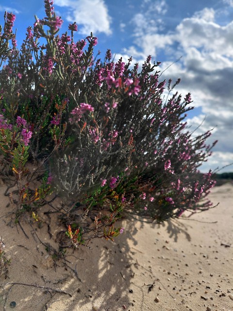 Purple, Sand, Shrubland