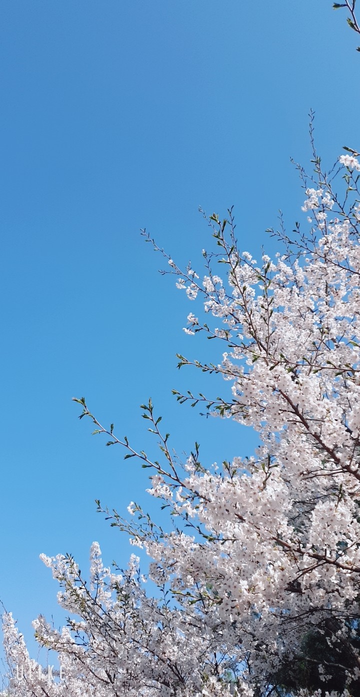 벚꽃