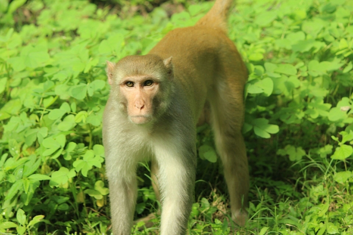 A wild macaque.