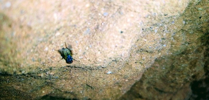 Fly