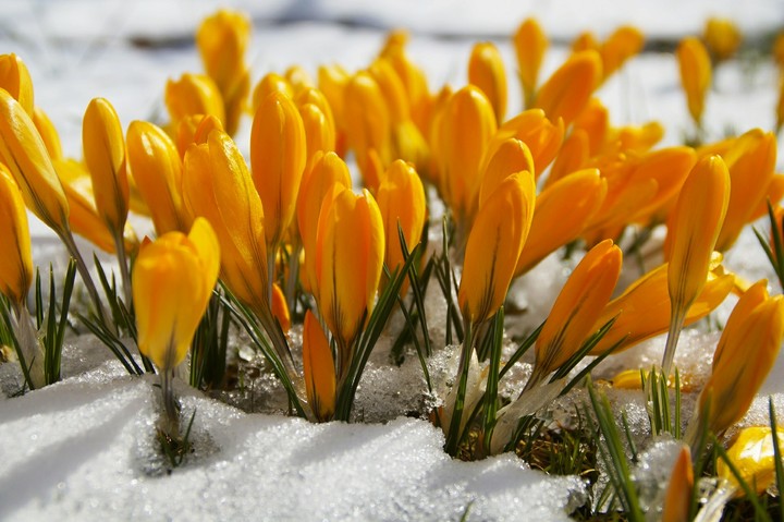 Spring