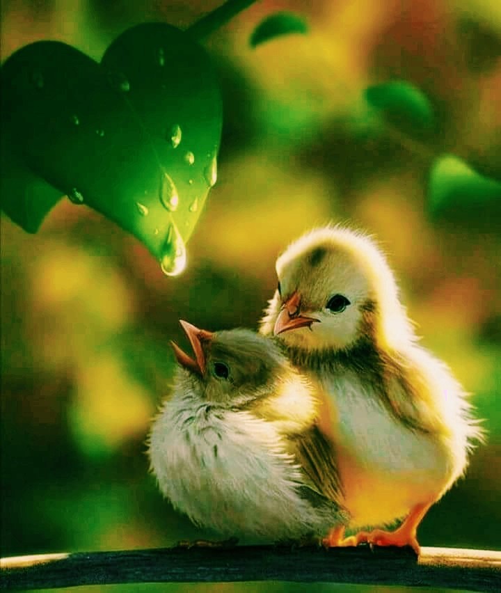 Birds