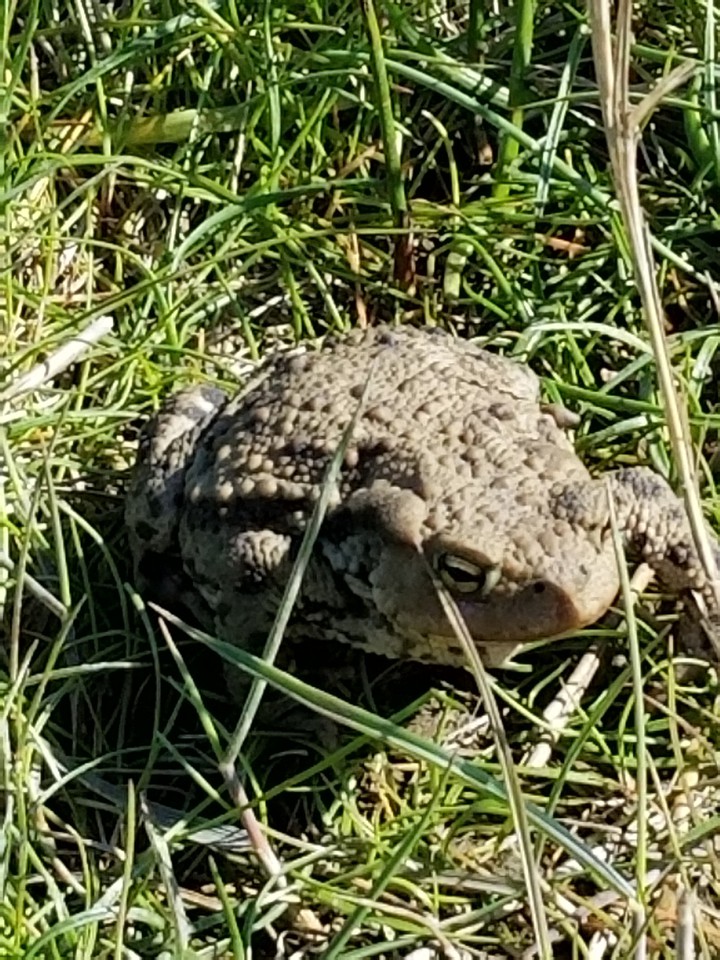 froschkönig
