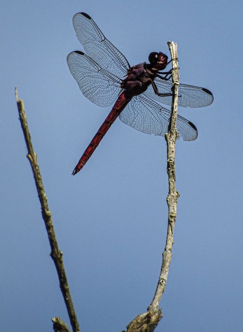 dragonfly, insect wallpapers