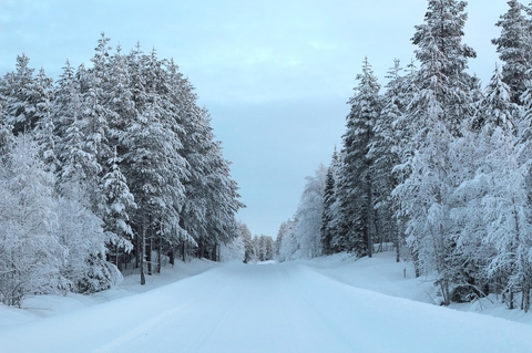 Iceway Forest