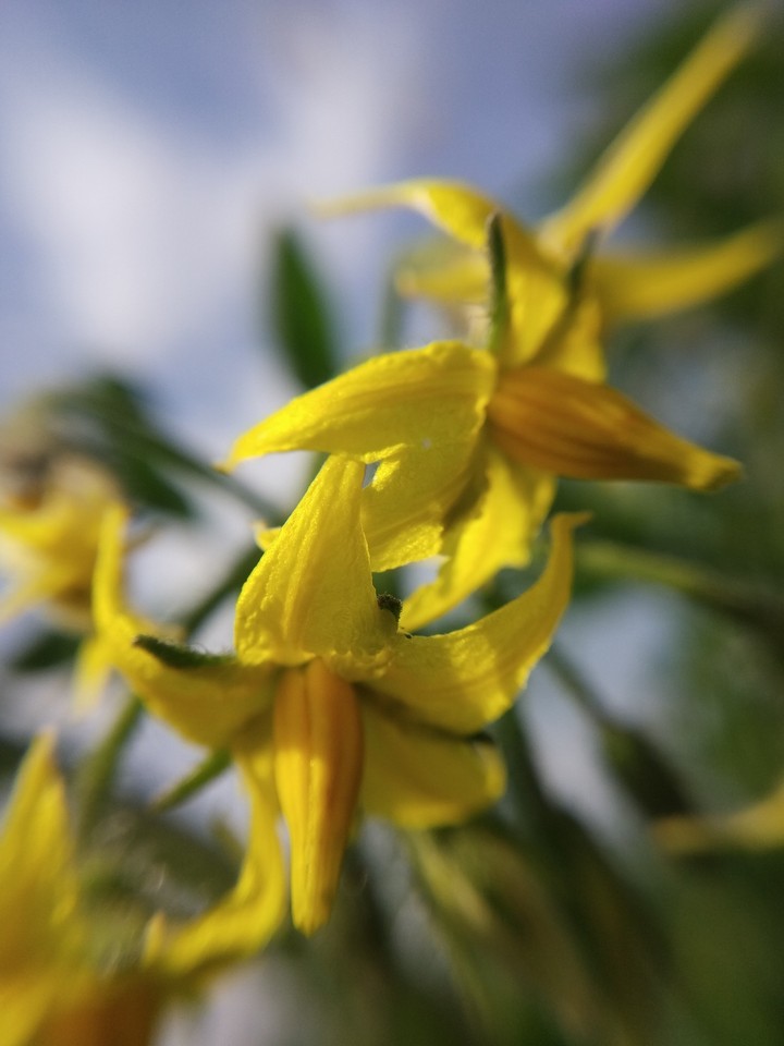 tomato flowers