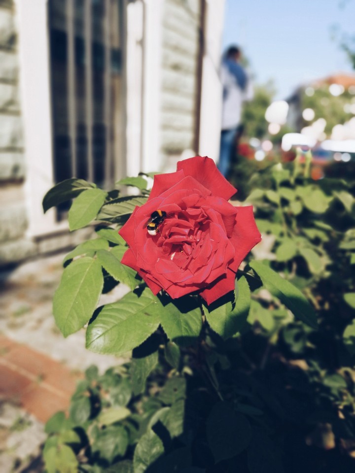 rose Red aryan