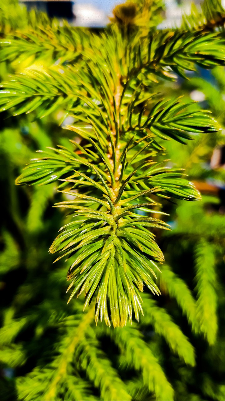 nature