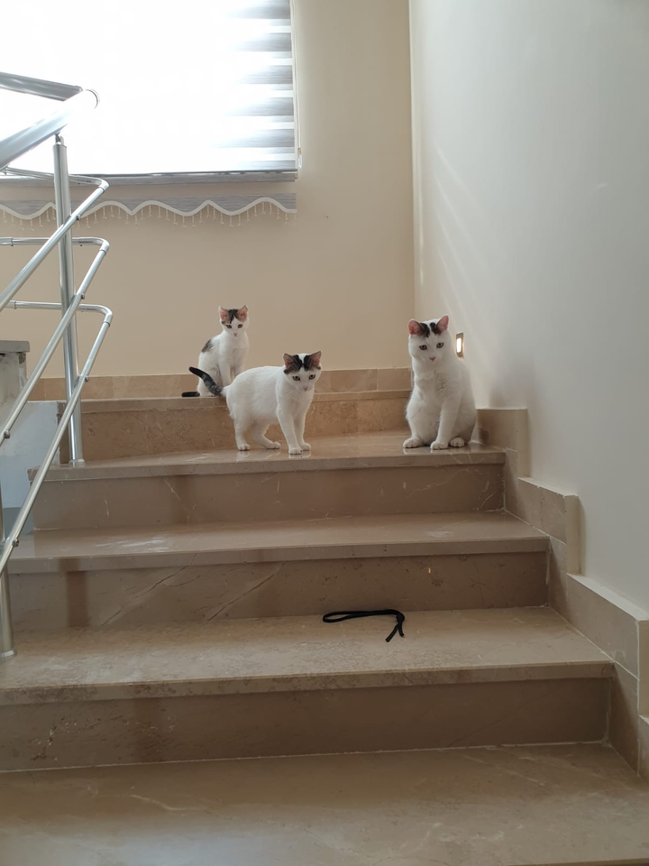 kahkül ailesi