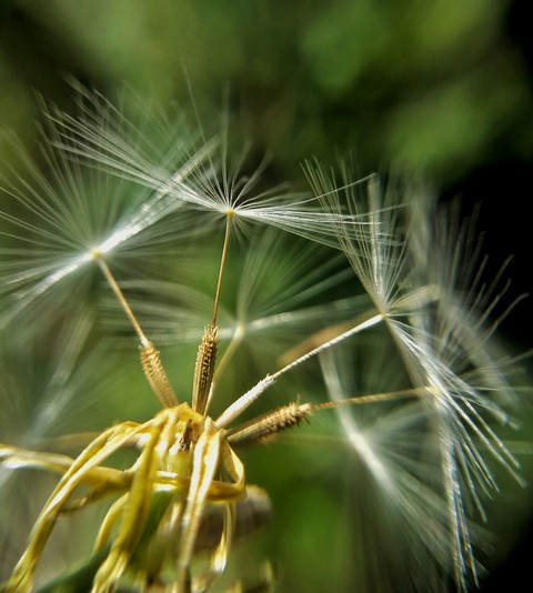 dream flower