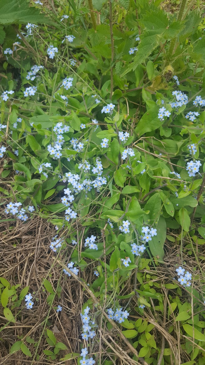 گلهای وحشی