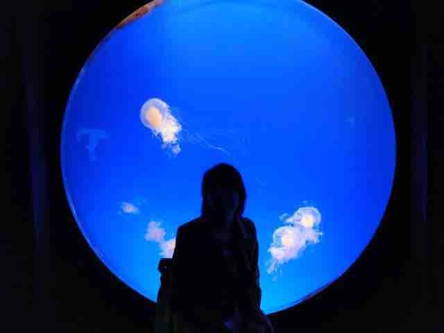 me and the jellyfishes