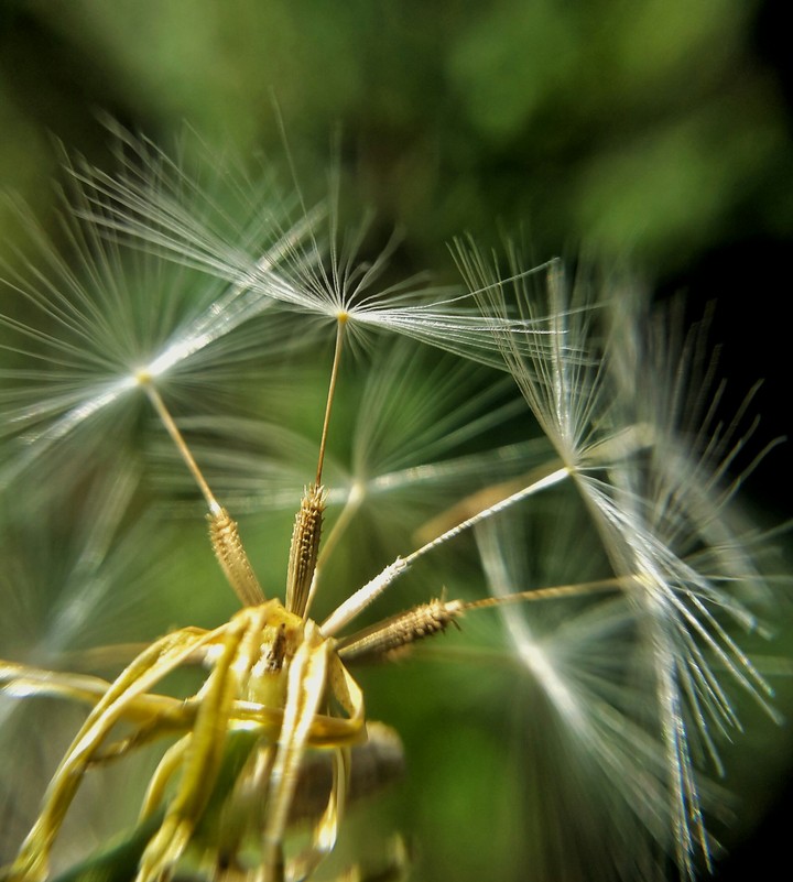 dream flower