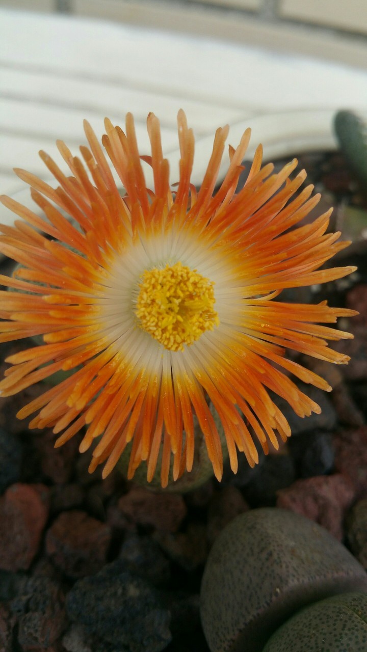 Flor de cactus