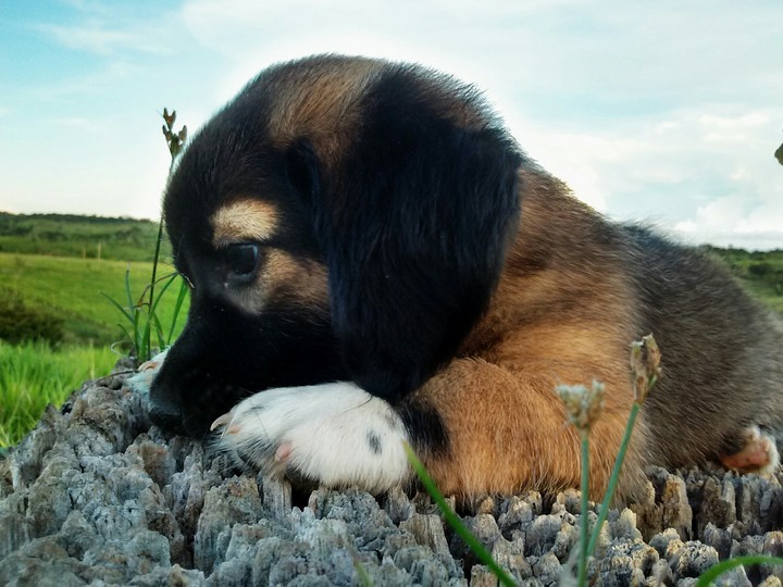 dog