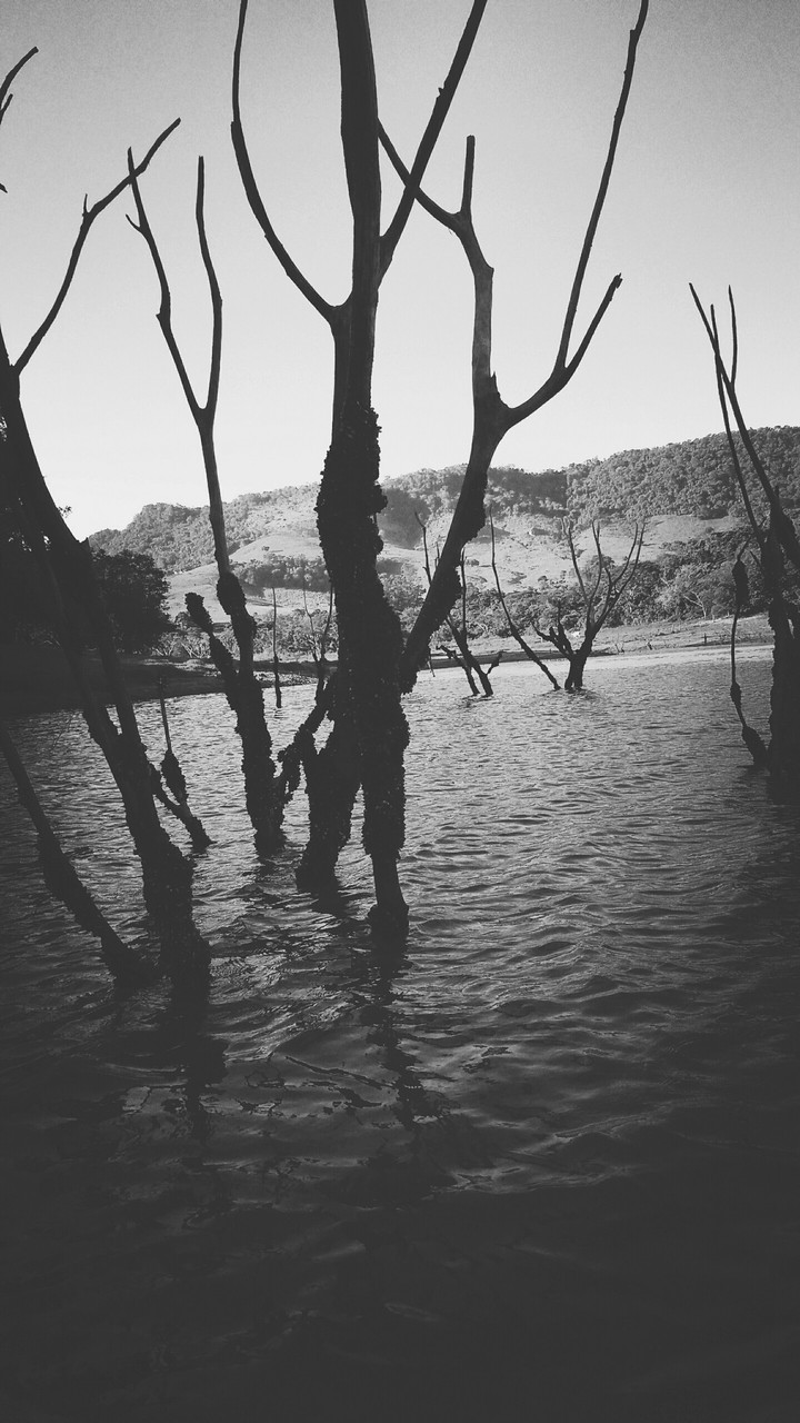Nível baixo da represa revela galhos de árvores.