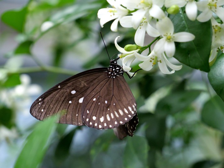 Schmetterling, Tiere, Blumen, Pflanzen, Blüten
