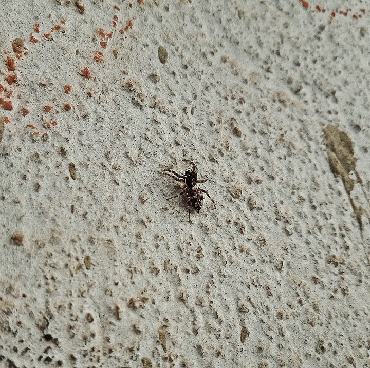 #spider##in home##
