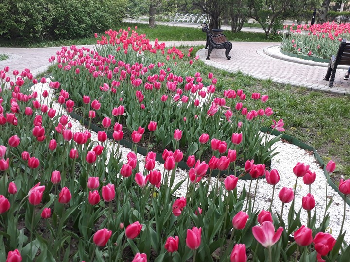 pink tulips