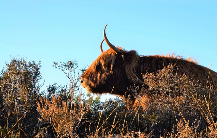 Buffalo
