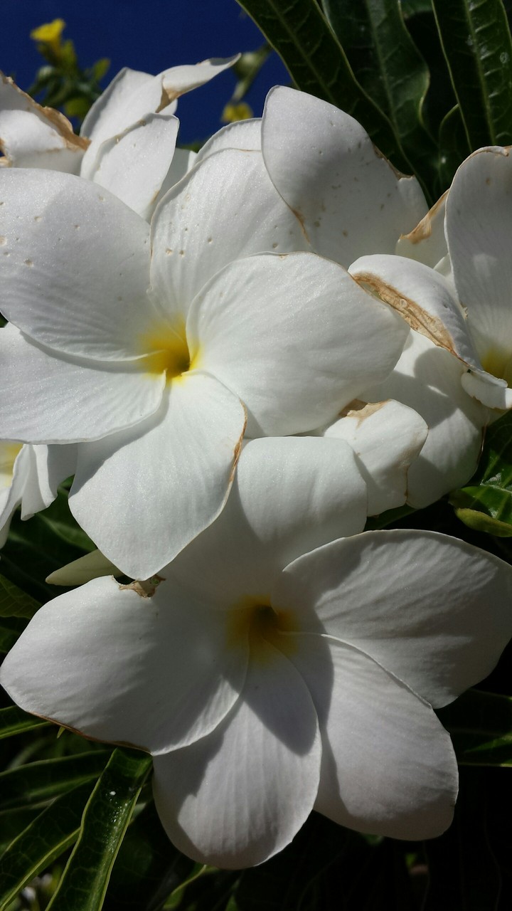 flowers