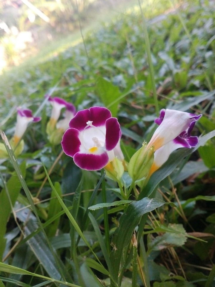 lamphun thailand