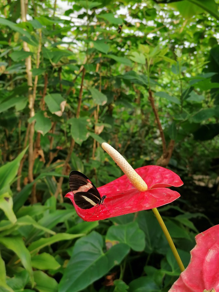 Nature